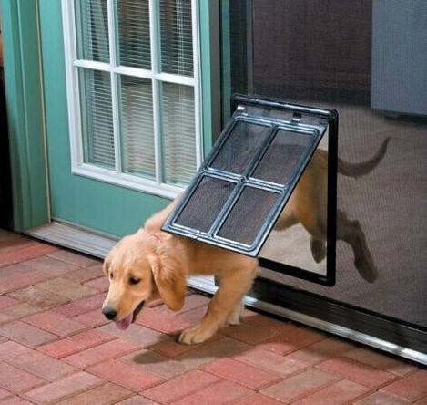 Pet Door Opening